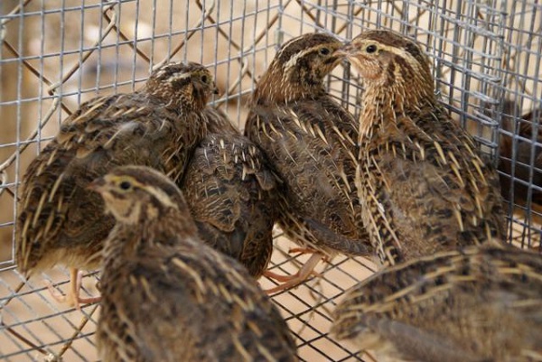  caille dans une cage