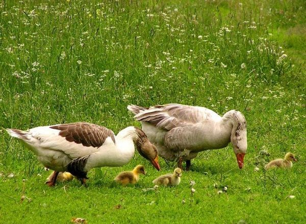  Füttern von Gänschen