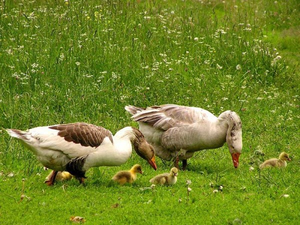  Füttern von Gänschen