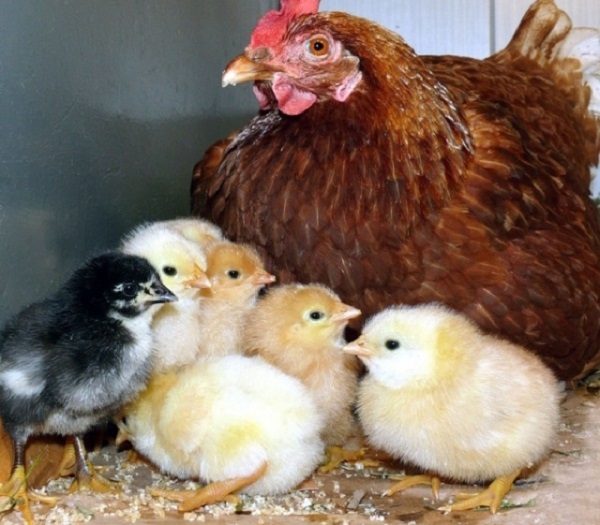  Patients atteints de poulets à la coccidiose