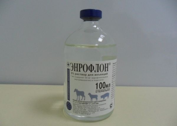  Enroflon 100 ml