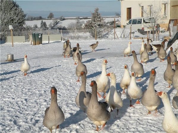  Winterhärte von Zuchtgänsen