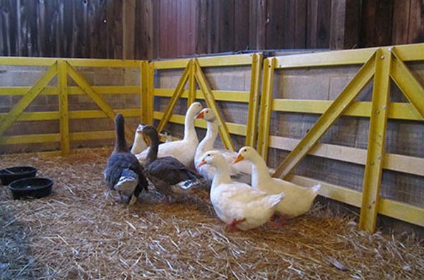  Erwachsene Gänse im Stift