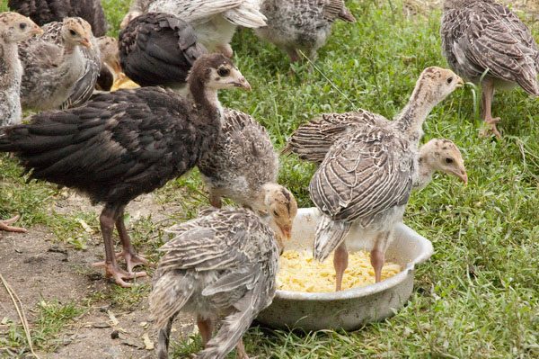  Türkei Poults in der Nähe der Feeder