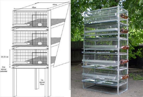  Schema und fertiger Käfig für 50 Köpfe