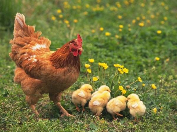  Selbst gemachtes Huhn mit Hühnern