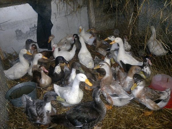  Verschiedene Brutartenarten auf dem Bauernhof