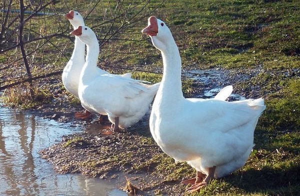  Gänse am Teich