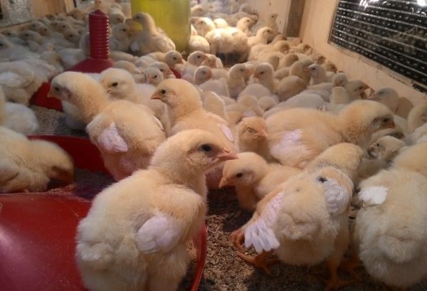  poulets hebdomadaires