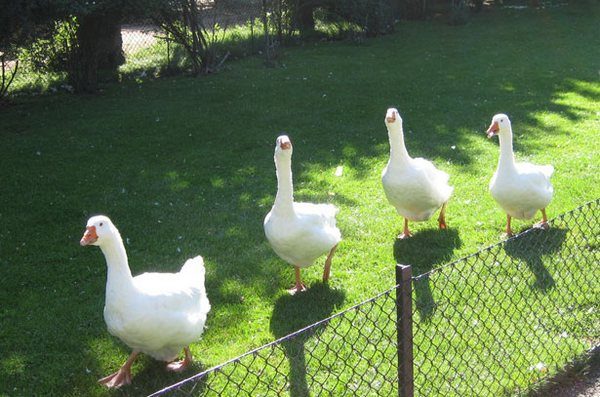  Oies adultes sur une promenade dans le stylo