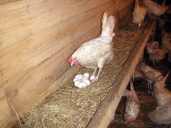  Poulet avec œufs