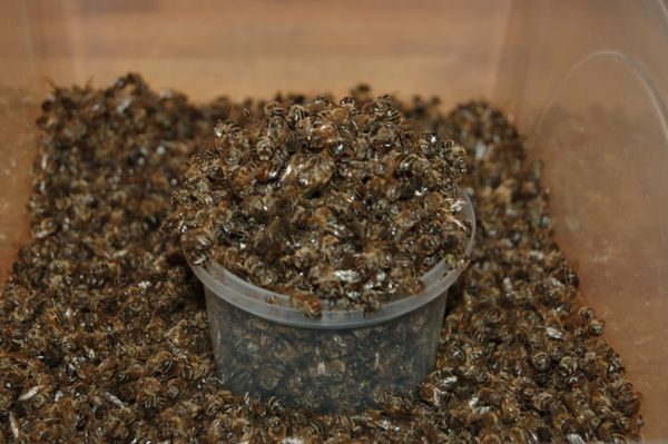  tote Bienen