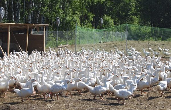  Zuchtgänse Gänsefarm