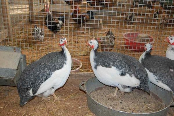  Pintade dans une cage