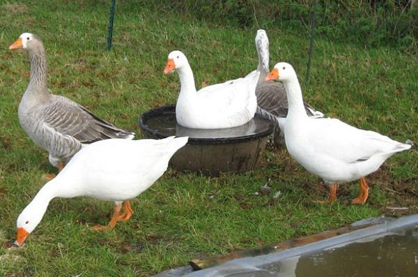  Gänse auf dem Bauernhof halten