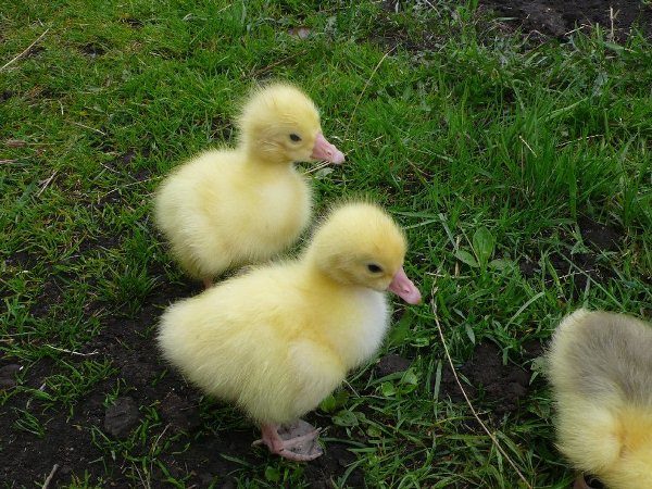  Gänschen auf dem Gras