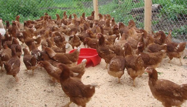  poules pondeuses