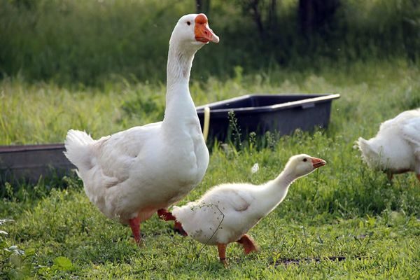  Gans und Vogel