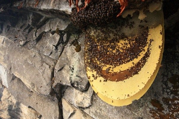  Wildbienen und Gebirgshonig in Bienenwaben