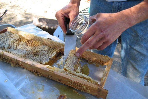  Kreide Manuka im Kamm