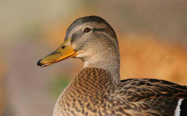  Wie man Enten züchtet