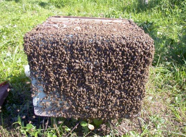  Schwarmende Bienen