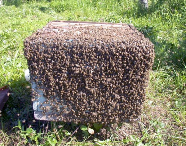  Schwarmende Bienen