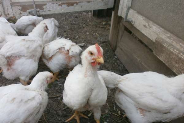  Monatliche Broiler