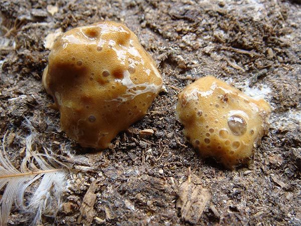  Gelber Durchfall bei Hühnern