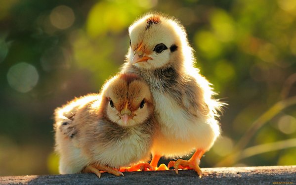  élevage de poulets à la maison