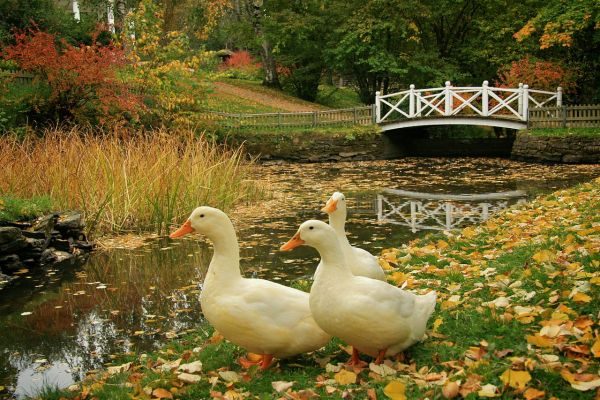  Erwachsene Enten, die durch den Teich gehen