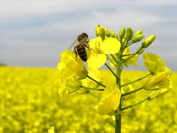  Bienen sammeln Nektar aus Rapsblüten