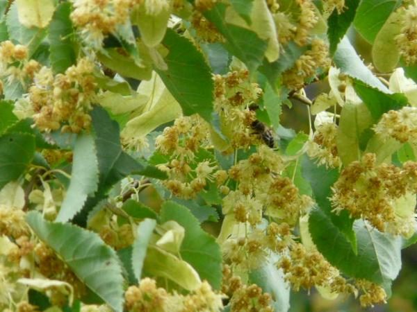  Lindenblüten und Biene