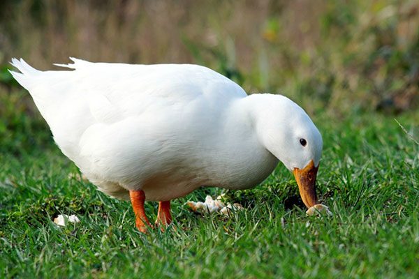  Erwachsene Ente, die nach Nahrung sucht