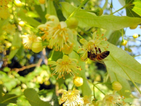  Biene auf Lindenblume