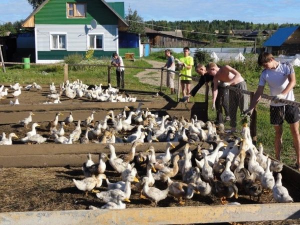  Zufriedene Enten Enten im Freien hinter der Hecke