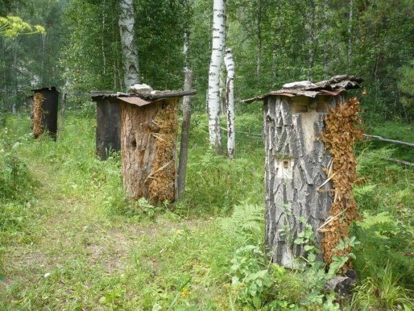  Aromatisierter oder wilder Honig mit Rauchgeschmack