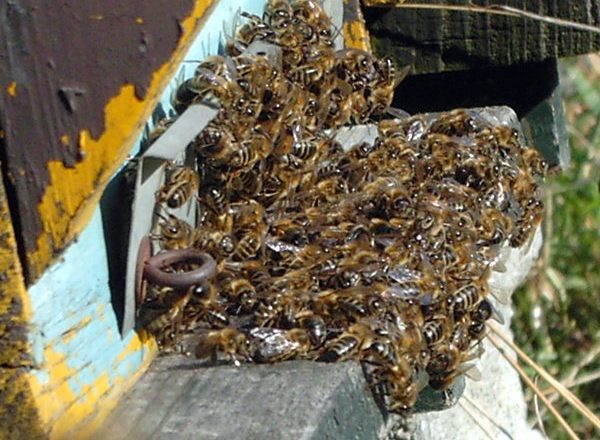  Tote Bienen