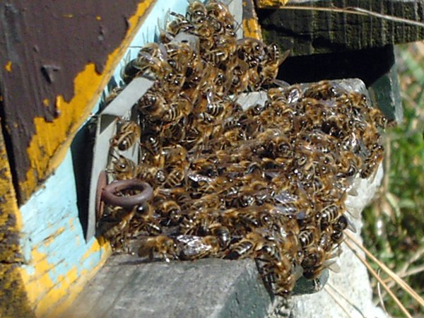  Tote Bienen