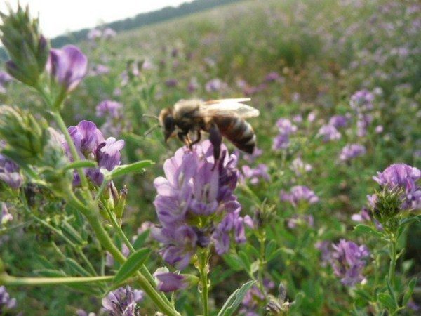  Biene sammelt Nektar von der Luzerneblume