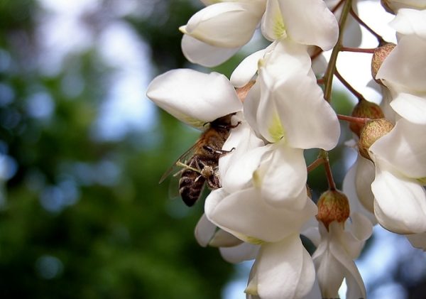  Biene sammelt Nektar auf einer Blume der weißen Akazie