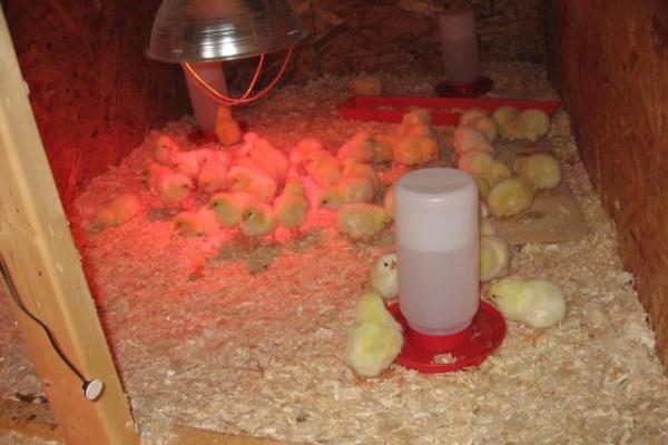  Organiser une place pour les poussins nouvellement éclos