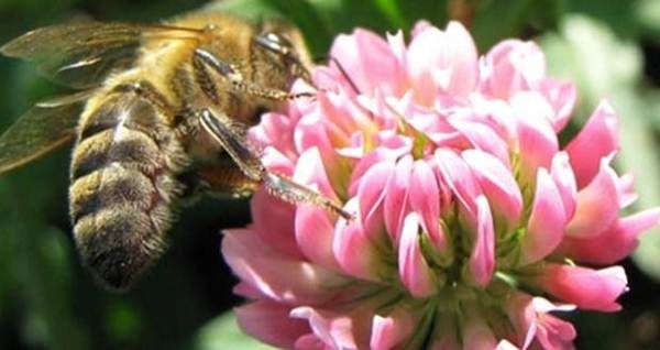  Abeille recueille le nectar de fleur de trèfle