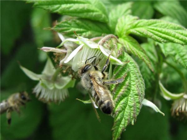  Fleur de framboise avec abeille