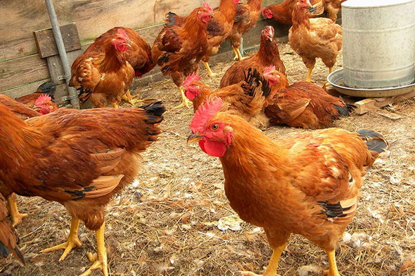  Poulets domestiques dans le enclos