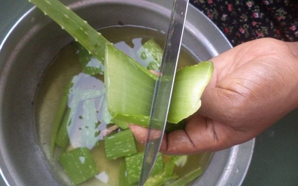  Zubereitung von Aloe mit Honig zur Behandlung von Bronchitis