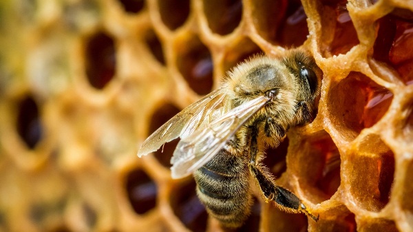  Abeille sur nid d'abeille