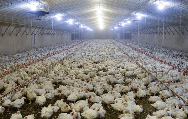  Ferme de poulet