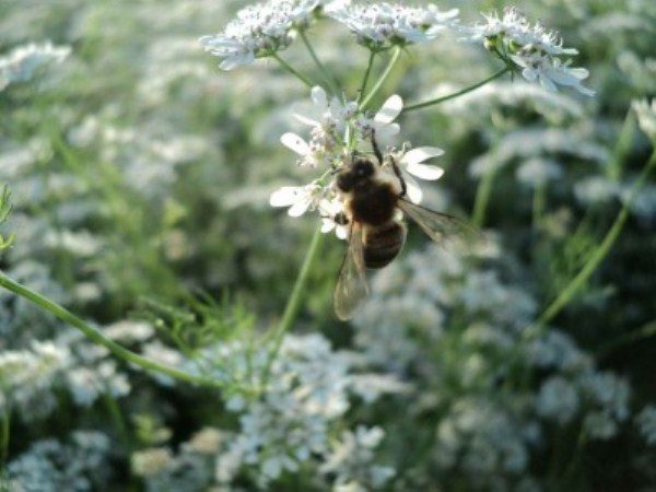  Auf der Blume der Korianderbiene