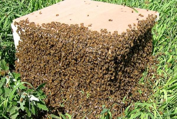  Bienenschwarm